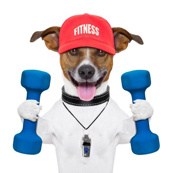 fitness dog