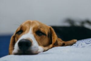 Beagle relaxed_600