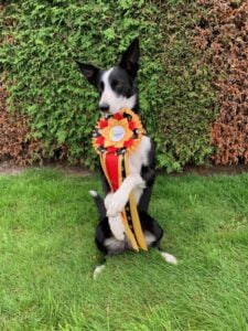 Pepper - BC Classic Agility Round_600